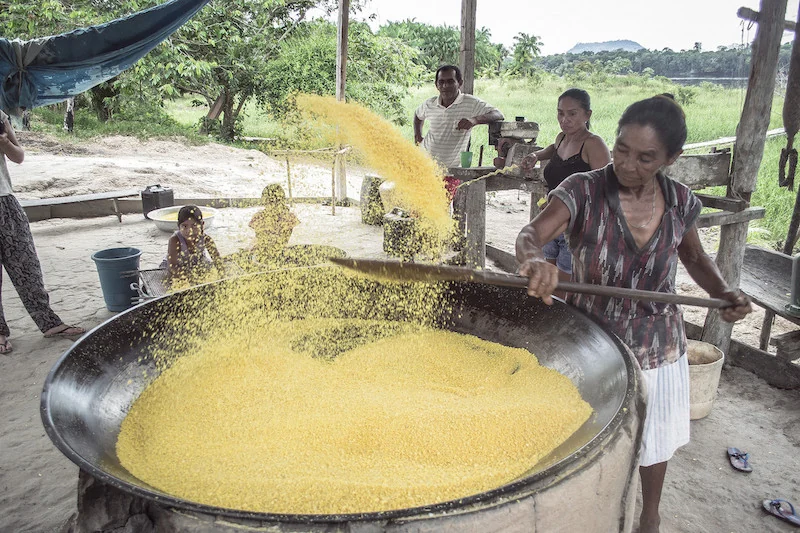 Produção de farinha em registro publicado pela FOIRN sobre o Sistema Agrícola Tradicional do Rio Negro.